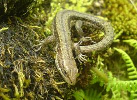 Fotó: Common wall lizard