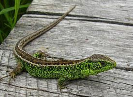 Fotó: Sand lizard