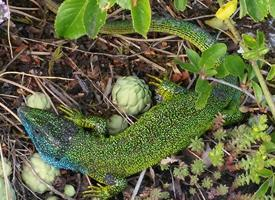 Fotó: European green lizard