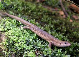 Fotó: Viviparous lizard