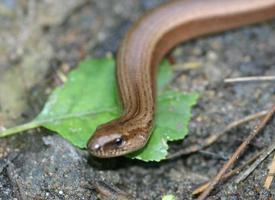 Fotó: Slow worm