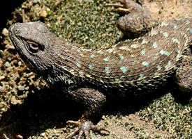 Fotó: Western fence lizard