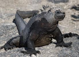 Fotó: Marine iguana