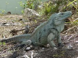 Fotó: Blue iguana