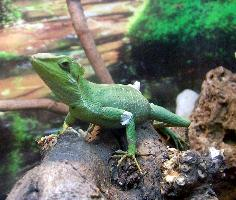 Fotó: Eastern casquehead iguana