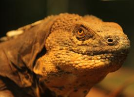 Fotó: Black iguana