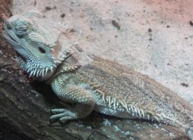 Fotó: Central bearded dragon