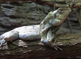 Fotó: Frilled lizard