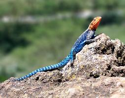 Fotó: Common agama