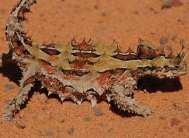 Fotó: Thorny devil