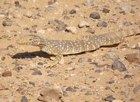 Fotó: Desert monitor