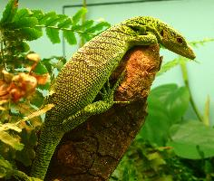 Fotó: Emerald tree monitor