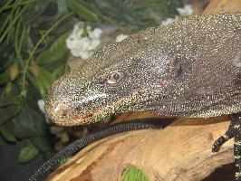 Fotó: Crocodile monitor