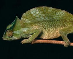 Fotó: Crested chameleon