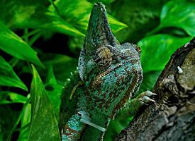 Fotó: Veiled chameleon