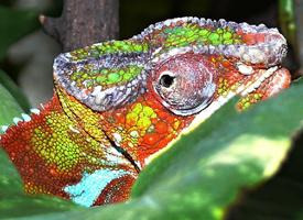 Fotó: Panther chameleon