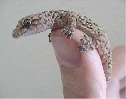 Fotó: Mediterranean house gecko