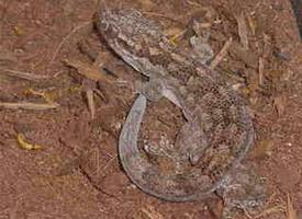 Fotó: Banded velvet gecko