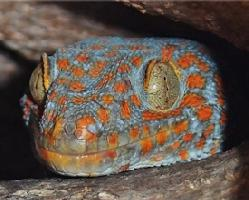 Fotó: Tokay gecko