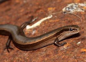 Fotó: European copper skink