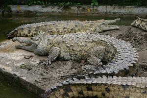 Fotó: Orinoco crocodile