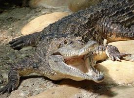 Fotó: Freshwater crocodile