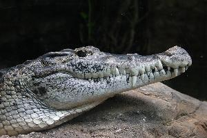 Fotó: New guinea crocodile