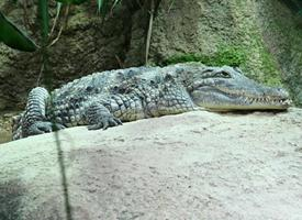 Fotó: Nile crocodile