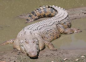 Fotó: Saltwater crocodile