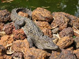 Fotó: Mugger crocodile