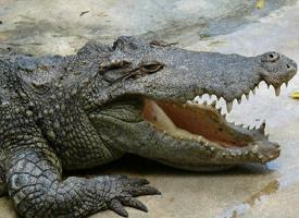 Fotó: Siamese crocodile