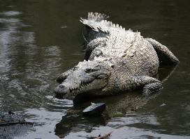 Fotó: American crocodile