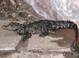 Fotó: Dwarf crocodile