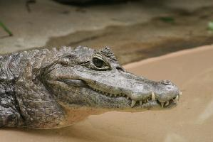 Fotó: Spectacled caiman