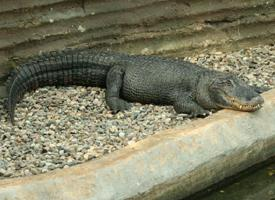 Fotó: American alligator