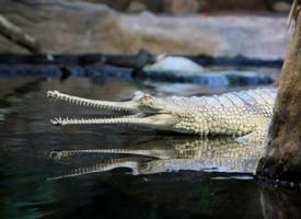 Fotó: Gharial