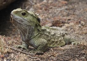 Fotó: Tuatara