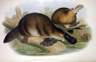 Fotó: Platypus