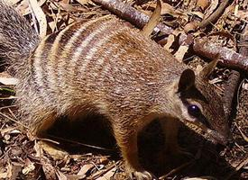 Fotó: Numbat