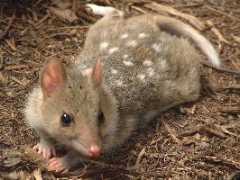 Fotó: Eastern quoll