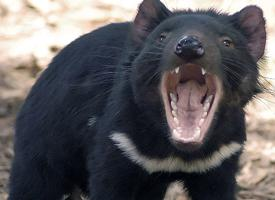 Fotó: Tasmanian devil