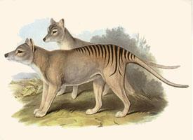 Fotó: Thylacine