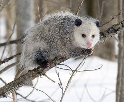 Fotó: Virginia opossum