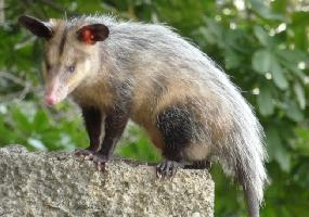 Fotó: Common opossum