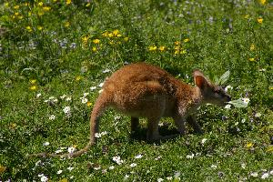 Fotó: Agile wallaby