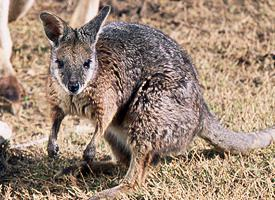 Fotó: Tammar wallaby