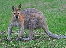 Fotó: Whiptail wallaby