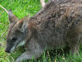 Fotó: Parma wallaby