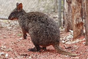 Fotó: Quokka