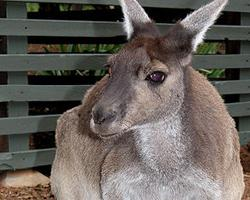 Fotó: Western grey kangaroo